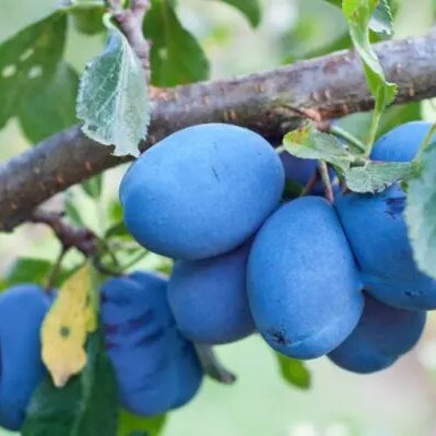 Sliwa cacanska lepotica